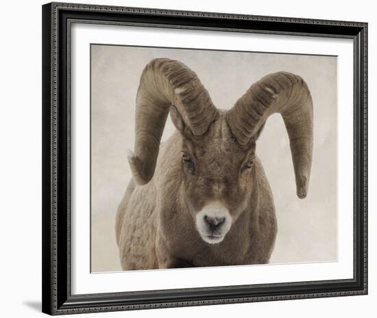 Mouflon Impasse-Wink Gaines-Framed Giclee Print