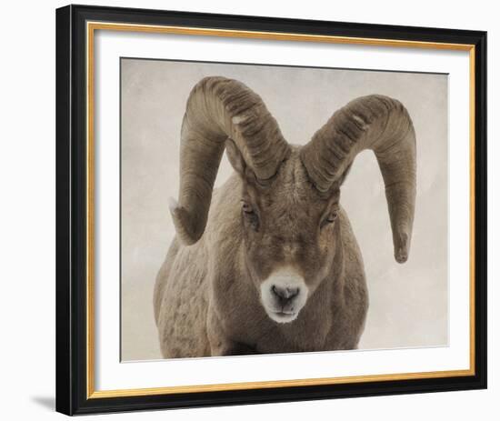 Mouflon Impasse-Wink Gaines-Framed Giclee Print