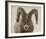 Mouflon Impasse-Wink Gaines-Framed Giclee Print