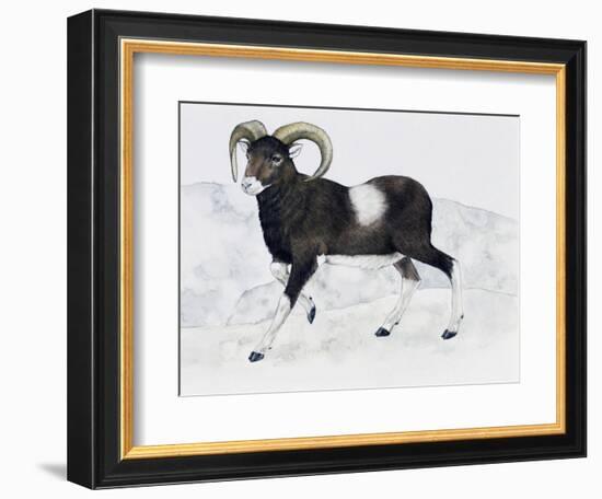 Mouflon (Ovis Aries Musimon), Bovidae-null-Framed Giclee Print