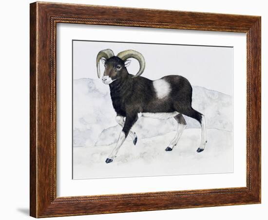 Mouflon (Ovis Aries Musimon), Bovidae-null-Framed Giclee Print