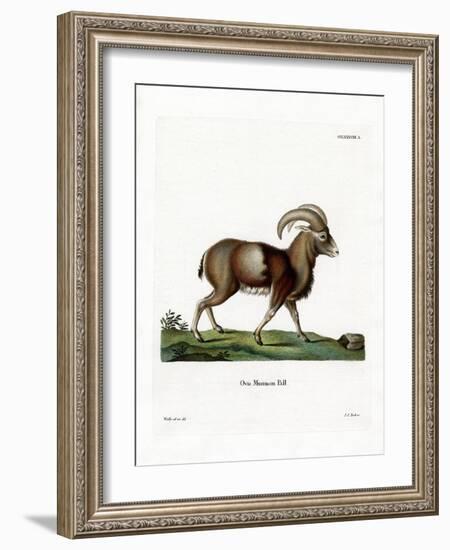 Mouflon-null-Framed Giclee Print