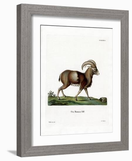 Mouflon-null-Framed Giclee Print