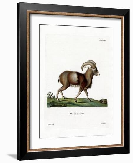 Mouflon-null-Framed Giclee Print