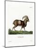 Mouflon-null-Mounted Giclee Print