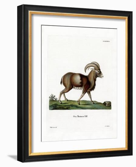 Mouflon-null-Framed Giclee Print