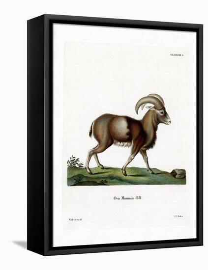 Mouflon-null-Framed Premier Image Canvas