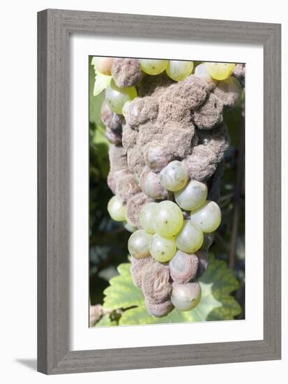 Mouldy Grapes on the Vine-Dr. Jeremy Burgess-Framed Photographic Print