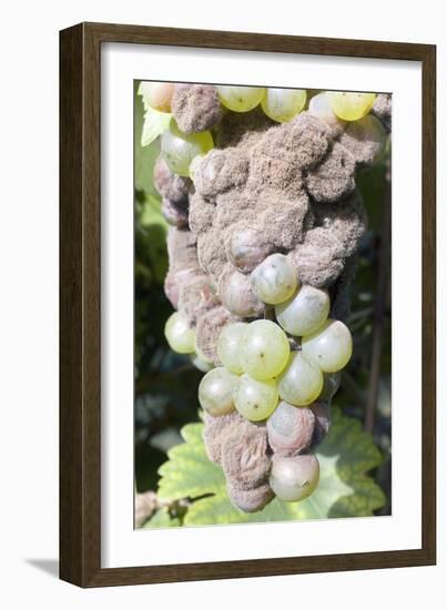 Mouldy Grapes on the Vine-Dr. Jeremy Burgess-Framed Photographic Print