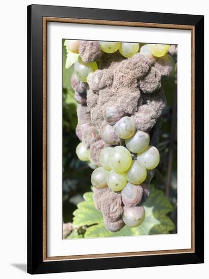 Mouldy Grapes on the Vine-Dr. Jeremy Burgess-Framed Photographic Print