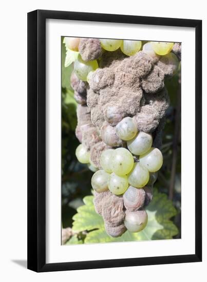 Mouldy Grapes on the Vine-Dr. Jeremy Burgess-Framed Photographic Print