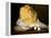 Mound of Butter-Antoine Vollon-Framed Premier Image Canvas