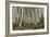 Mount Etna Birches (Betula Aetnensis)-Bob Gibbons-Framed Photographic Print