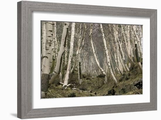 Mount Etna Birches (Betula Aetnensis)-Bob Gibbons-Framed Photographic Print