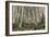 Mount Etna Birches (Betula Aetnensis)-Bob Gibbons-Framed Photographic Print