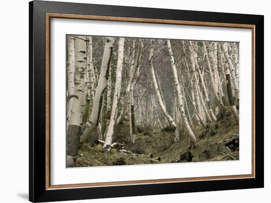 Mount Etna Birches (Betula Aetnensis)-Bob Gibbons-Framed Photographic Print