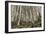 Mount Etna Birches (Betula Aetnensis)-Bob Gibbons-Framed Photographic Print