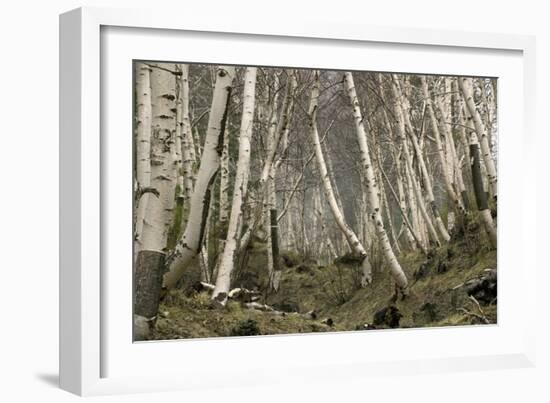 Mount Etna Birches (Betula Aetnensis)-Bob Gibbons-Framed Photographic Print