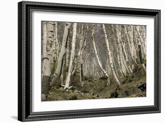 Mount Etna Birches (Betula Aetnensis)-Bob Gibbons-Framed Photographic Print