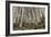 Mount Etna Birches (Betula Aetnensis)-Bob Gibbons-Framed Photographic Print