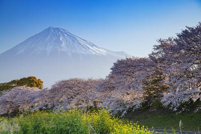 Mount Fuji 3776m Unesco World Heritage Site Yamanashi Prefecture Honshu Japan Asia Photographic Print Art Com