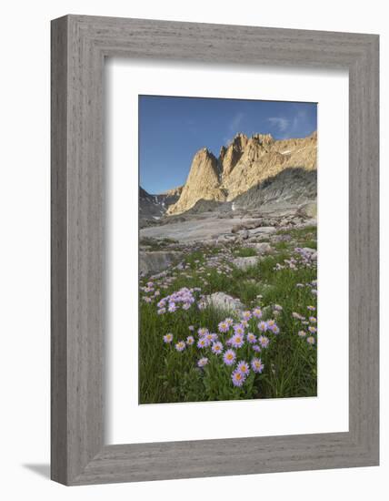 Mount Helen and purple Asters, Upper Titcomb Basin, Bridger Wilderness, Wind River Range, WY-Alan Majchrowicz-Framed Photographic Print