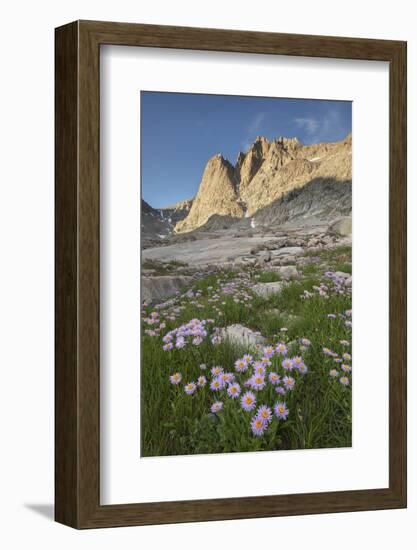 Mount Helen and purple Asters, Upper Titcomb Basin, Bridger Wilderness, Wind River Range, WY-Alan Majchrowicz-Framed Photographic Print