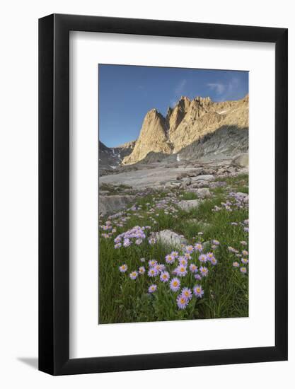 Mount Helen and purple Asters, Upper Titcomb Basin, Bridger Wilderness, Wind River Range, WY-Alan Majchrowicz-Framed Photographic Print