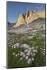 Mount Helen and purple Asters, Upper Titcomb Basin, Bridger Wilderness, Wind River Range, WY-Alan Majchrowicz-Mounted Photographic Print