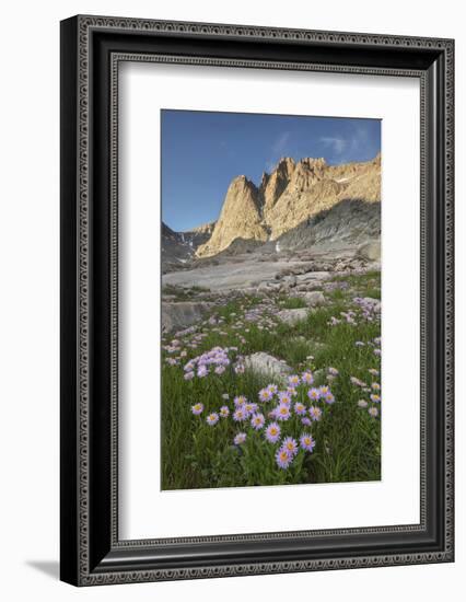 Mount Helen and purple Asters, Upper Titcomb Basin, Bridger Wilderness, Wind River Range, WY-Alan Majchrowicz-Framed Photographic Print