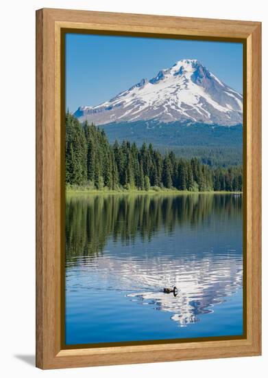 Mount Hood, part of the Cascade Range, perfectly reflected in the still waters of Trillium Lake, Or-Martin Child-Framed Premier Image Canvas