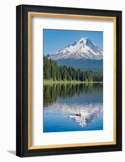 Mount Hood, part of the Cascade Range, perfectly reflected in the still waters of Trillium Lake, Or-Martin Child-Framed Photographic Print