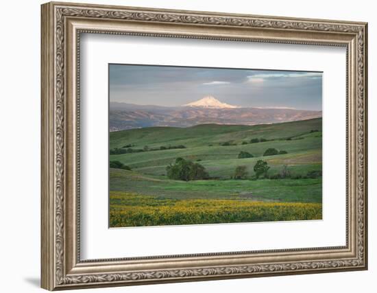 Mount Hood seen from Columbia Hills State Park, Washington State-Alan Majchrowicz-Framed Photographic Print