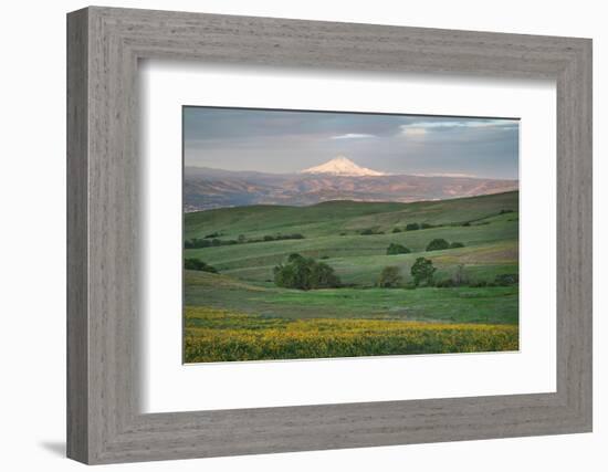 Mount Hood seen from Columbia Hills State Park, Washington State-Alan Majchrowicz-Framed Photographic Print