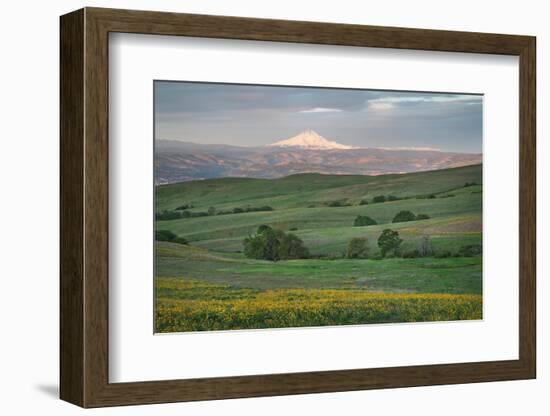 Mount Hood seen from Columbia Hills State Park, Washington State-Alan Majchrowicz-Framed Photographic Print