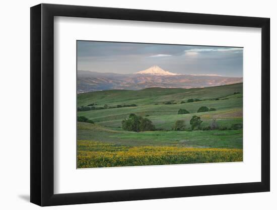 Mount Hood seen from Columbia Hills State Park, Washington State-Alan Majchrowicz-Framed Photographic Print