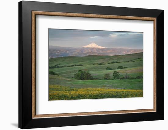 Mount Hood seen from Columbia Hills State Park, Washington State-Alan Majchrowicz-Framed Photographic Print