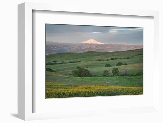 Mount Hood seen from Columbia Hills State Park, Washington State-Alan Majchrowicz-Framed Photographic Print