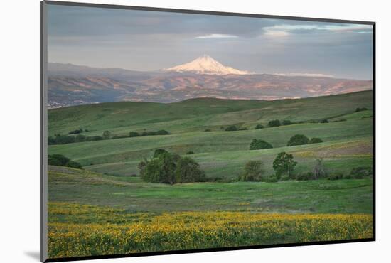 Mount Hood seen from Columbia Hills State Park, Washington State-Alan Majchrowicz-Mounted Photographic Print