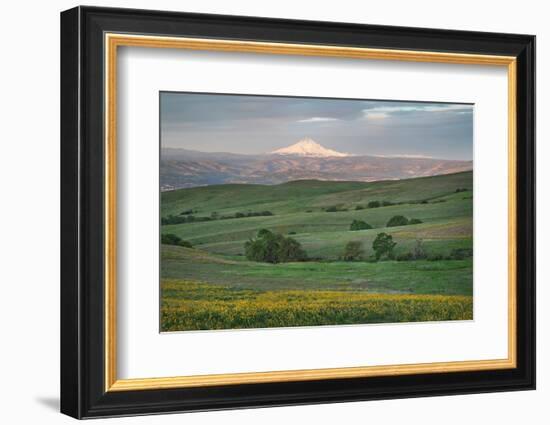 Mount Hood seen from Columbia Hills State Park, Washington State-Alan Majchrowicz-Framed Photographic Print