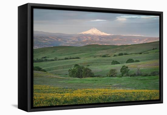 Mount Hood seen from Columbia Hills State Park, Washington State-Alan Majchrowicz-Framed Premier Image Canvas