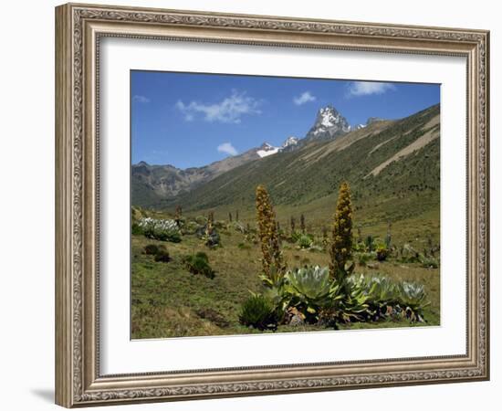 Mount Kenya, with Giant Lobelia in Foreground, Kenya, East Africa, Africa-Poole David-Framed Photographic Print