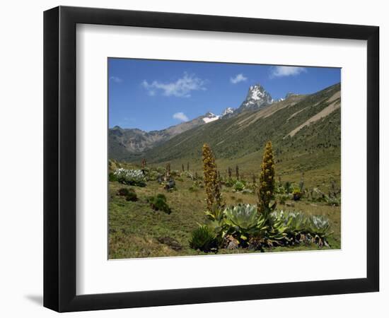 Mount Kenya, with Giant Lobelia in Foreground, Kenya, East Africa, Africa-Poole David-Framed Photographic Print