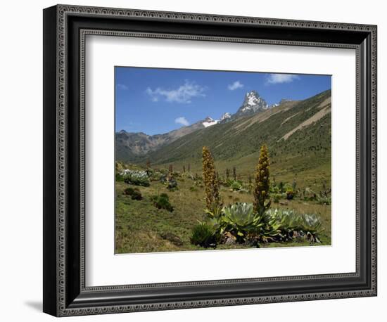 Mount Kenya, with Giant Lobelia in Foreground, Kenya, East Africa, Africa-Poole David-Framed Photographic Print