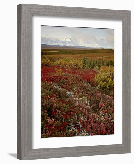 Mount Mckinley With Tundra in Fall Color, Denali National Park and Preserve, Alaska, USA-James Hager-Framed Photographic Print