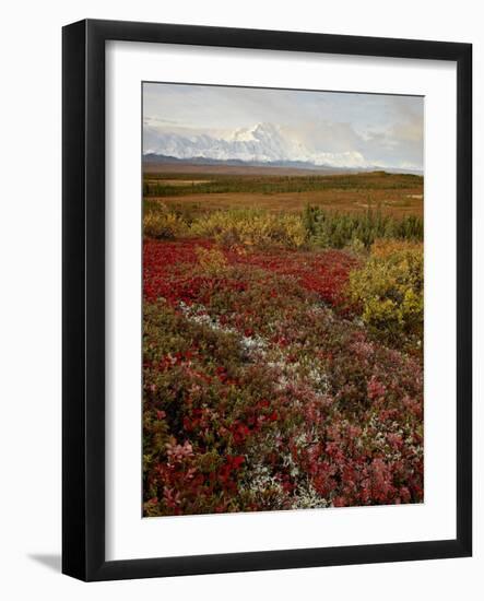 Mount Mckinley With Tundra in Fall Color, Denali National Park and Preserve, Alaska, USA-James Hager-Framed Photographic Print