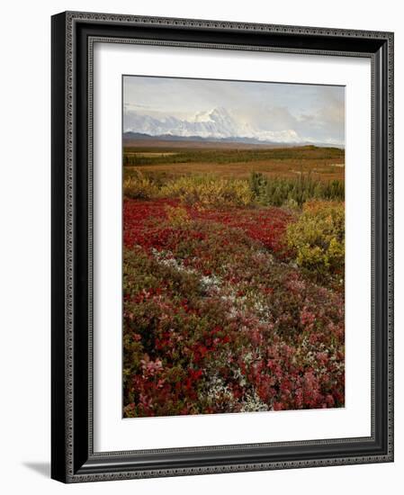 Mount Mckinley With Tundra in Fall Color, Denali National Park and Preserve, Alaska, USA-James Hager-Framed Photographic Print