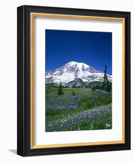 Mount Rainier and Wildflower Meadow-Terry Eggers-Framed Photographic Print