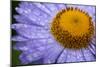 Mount Rainier National Park, Washington: Detail Of Moisture On Wildflower-Ian Shive-Mounted Photographic Print