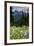 Mount Rainier National Park, Washington: Wildflowers Along The Paradise River Trail-Ian Shive-Framed Photographic Print